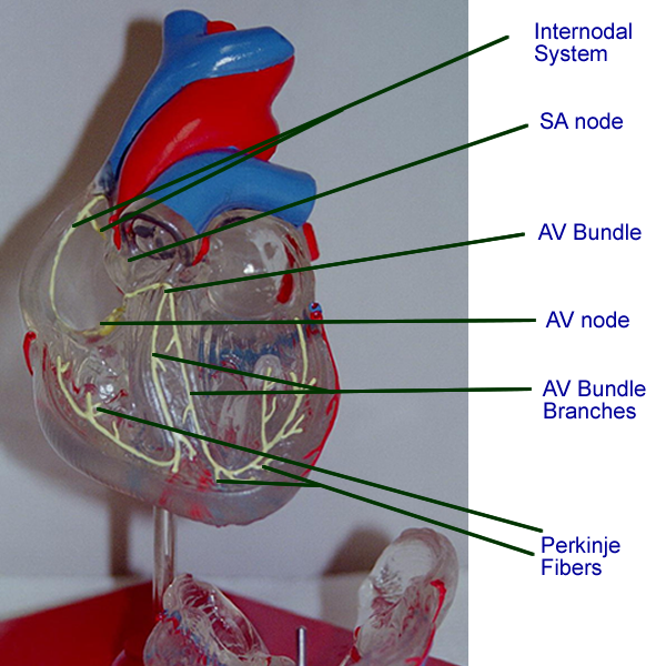 Heart Physiology List Page